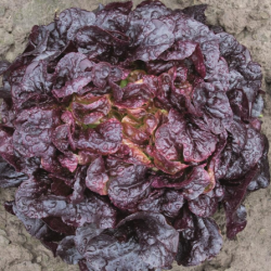 Sałata Oakus 5000 nasion Primed Pellets ST